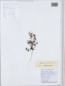 Geranium purpureum Vill., Caucasus, Krasnodar Krai & Adygea (K1a) (Russia)