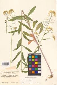 Erysimum aureum M.Bieb., Eastern Europe, Lower Volga region (E9) (Russia)