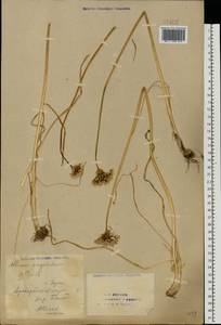 Allium angulosum L., Eastern Europe, Eastern region (E10) (Russia)