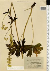 Aconitum lycoctonum subsp. lasiostomum (Rchb.) Warncke, Eastern Europe, North-Western region (E2) (Russia)