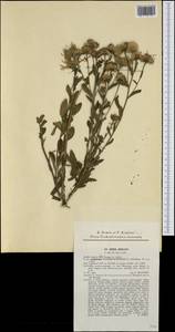 Aster amellus subsp. bessarabicus (Bernh. ex Rchb.) Soó, Western Europe (EUR) (Slovakia)