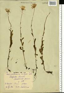 Leucanthemum vulgare Lam., Eastern Europe, Eastern region (E10) (Russia)