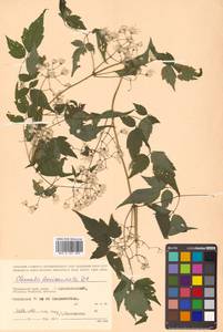 Clematis brevicaudata DC., Siberia, Russian Far East (S6) (Russia)