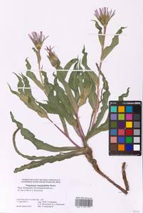 Tragopogon marginifolius Pawl., Eastern Europe, Lower Volga region (E9) (Russia)