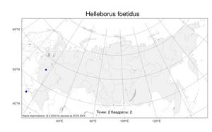 Helleborus foetidus L., Atlas of the Russian Flora (FLORUS) (Russia)