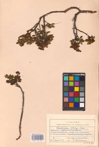 Rhododendron myrtifolium Schott & Kotschy, Eastern Europe, West Ukrainian region (E13) (Ukraine)