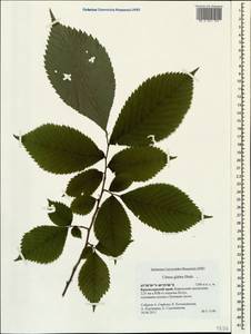 Ulmus glabra, Caucasus, Krasnodar Krai & Adygea (K1a) (Russia)