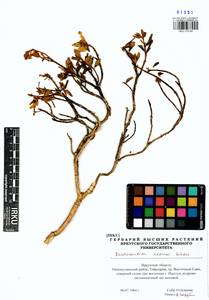 Rhododendron adamsii Rehder, Siberia, Baikal & Transbaikal region (S4) (Russia)