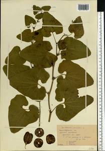 Aristolochia clematitis L., Eastern Europe, North Ukrainian region (E11) (Ukraine)