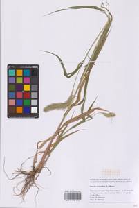 Setaria verticillata (L.) P.Beauv., Siberia, Russian Far East (S6) (Russia)