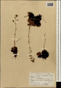 Saxifraga paniculata subsp. cartilaginea (Willd.) D. A. Webb, Caucasus, Armenia (K5) (Armenia)