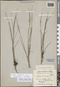 Juncus compressus Jacq., Siberia, Altai & Sayany Mountains (S2) (Russia)