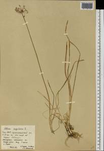 Allium angulosum L., Eastern Europe, Eastern region (E10) (Russia)