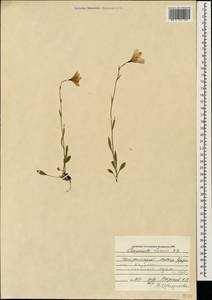 Campanula stevenii M.Bieb., Caucasus, Georgia (K4) (Georgia)