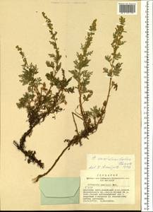 Artemisia stechmanniana Besser, Siberia, Yakutia (S5) (Russia)
