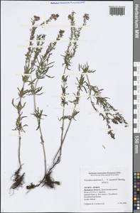 Veronica austriaca L., Eastern Europe, Central forest-and-steppe region (E6) (Russia)