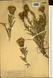 Ancathia igniaria (Spreng.) DC., Siberia, Western (Kazakhstan) Altai Mountains (S2a) (Kazakhstan)