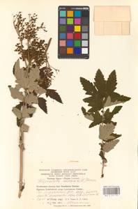 Filipendula ulmaria (L.) Maxim., Eastern Europe, Eastern region (E10) (Russia)