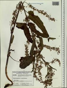 Rumex aquaticus L., Siberia, Central Siberia (S3) (Russia)