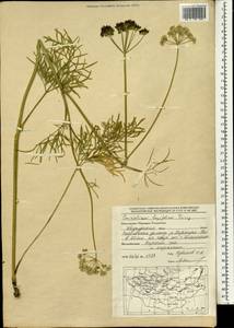 Conioselinum longifolium Turcz., Mongolia (MONG) (Mongolia)