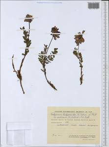 Hedysarum hedysaroides (L.)Schinz & Thell., Siberia, Chukotka & Kamchatka (S7) (Russia)