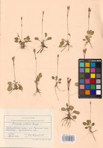 Primula nutans Georgi, Siberia, Russian Far East (S6) (Russia)