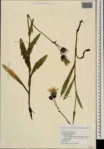 Sonchus arvensis L., Eastern Europe, Northern region (E1) (Russia)