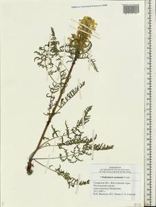 Pedicularis uralensis Vved., Eastern Europe, Middle Volga region (E8) (Russia)