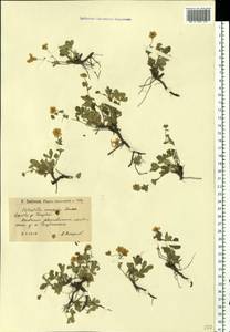Potentilla cinerea subsp. incana (G. Gaertn., B. Mey. & Scherb.) Asch., Eastern Europe, Lower Volga region (E9) (Russia)