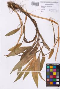 Ranunculus lingua L., Eastern Europe, Western region (E3) (Russia)
