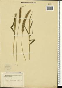 Setaria verticillata (L.) P.Beauv., Crimea (KRYM) (Russia)