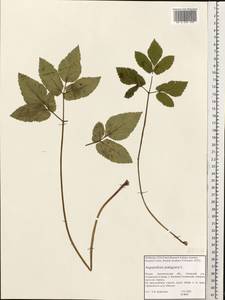 Aegopodium podagraria L., Eastern Europe, Northern region (E1) (Russia)