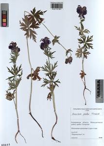 Aconitum pascoi Vorosch., Siberia, Altai & Sayany Mountains (S2) (Russia)