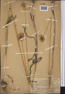 Allium sativum L., Middle Asia, Western Tian Shan & Karatau (M3) (Kazakhstan)