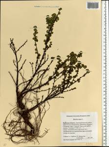 Betula nana L., Eastern Europe, Eastern region (E10) (Russia)