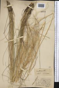 Stipa pennata L., Middle Asia, Northern & Central Kazakhstan (M10) (Kazakhstan)