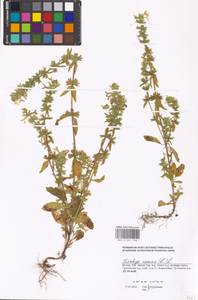 Stachys annua (L.) L., Eastern Europe, Moscow region (E4a) (Russia)