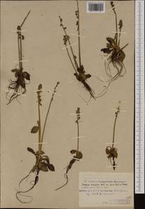 Micranthes hieraciifolia (Waldst. & Kit.) Haw., Western Europe (EUR) (Svalbard and Jan Mayen)