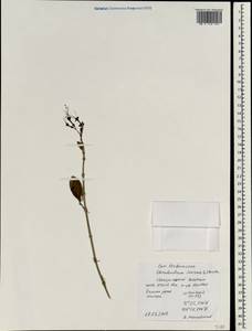 Volkameria inermis L., South Asia, South Asia (Asia outside ex-Soviet states and Mongolia) (ASIA) (Vietnam)