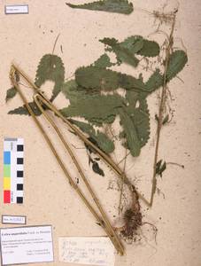 Urtica dioica var. holosericea Fr., Siberia, Altai & Sayany Mountains (S2) (Russia)