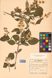 Philadelphus tenuifolius Rupr. & Maxim., Siberia, Russian Far East (S6) (Russia)