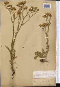 Jacobaea vulgaris subsp. vulgaris, Middle Asia, Muyunkumy, Balkhash & Betpak-Dala (M9) (Kazakhstan)