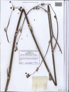 Ferula lithophila Pimenov, Middle Asia, Western Tian Shan & Karatau (M3) (Tajikistan)