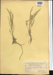 Pseudoclausia hispida (Regel) Popov, Middle Asia, Western Tian Shan & Karatau (M3) (Kazakhstan)