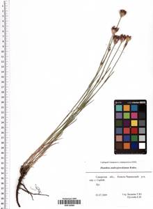 Dianthus capitatus subsp. andrzejowskianus Zapal., Eastern Europe, Middle Volga region (E8) (Russia)