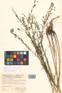 Linum usitatissimum L., Siberia, Russian Far East (S6) (Russia)