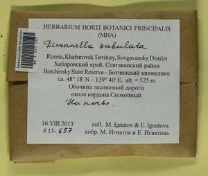 Dicranellopsis subulata (Hedw.) Bonfim Santos, Siebel & Fedosov, Bryophytes, Bryophytes - Russian Far East (excl. Chukotka & Kamchatka) (B20) (Russia)