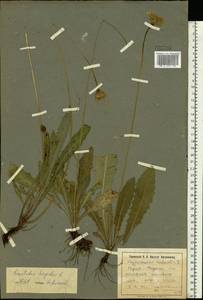 Leontodon hispidus L., Eastern Europe, North Ukrainian region (E11) (Ukraine)