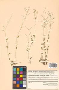 Arabidopsis halleri subsp. gemmifera (Matsum.) O'Kane & Al-Shehbaz, Siberia, Chukotka & Kamchatka (S7) (Russia)