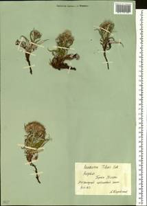 Saussurea tilesii (Ledeb.) Ledeb., Siberia, Yakutia (S5) (Russia)